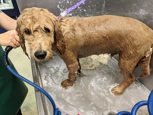 A groomer's hands rinsing a soaking wet golden doodle in a sudsy self-wash tub