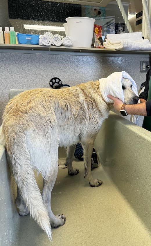 A wet golden retriever being towel-dried by hand in the wash tub